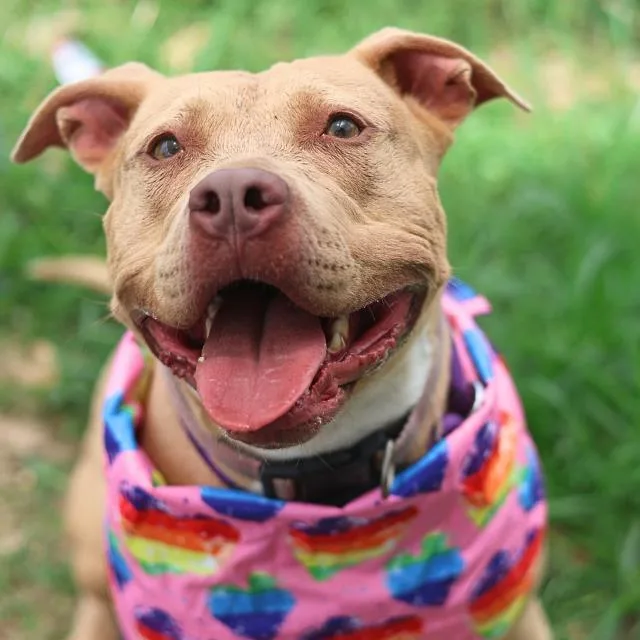 A young medium-sized female American Staffordshire Terrier dog named Fe for adoption in San Antonio, TX