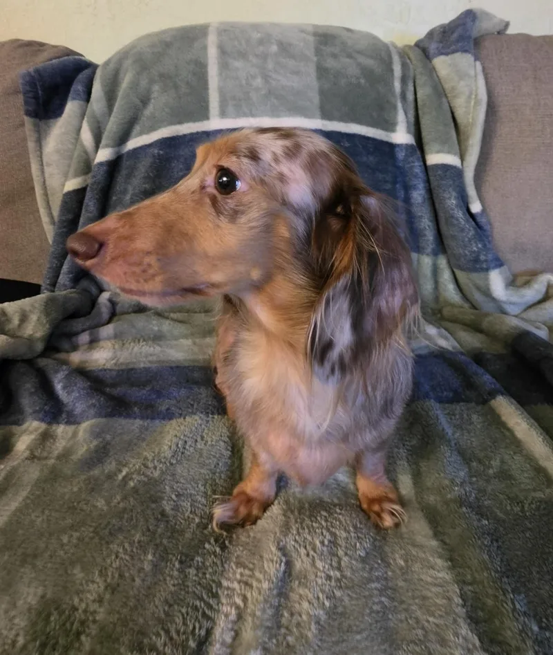 An adult small-sized male Dachshund dog named Dexter for adoption in Portland, OR