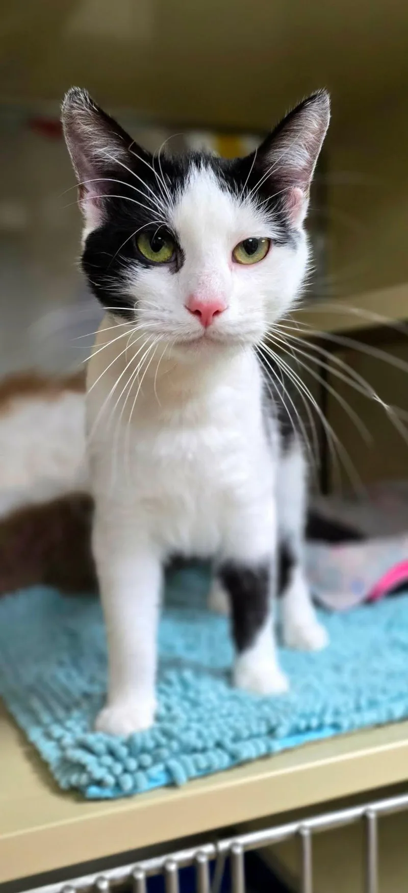 A young medium-sized female Black & White / Tuxedo Domestic Short Hair cat named Dior for adoption in New Castle, PA