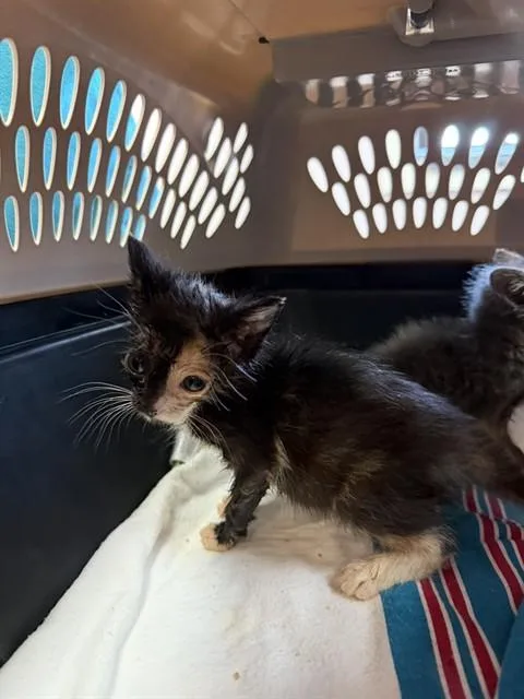 A baby small-sized female Domestic Short Hair cat named Merida for adoption in Fort Walton Beach, FL