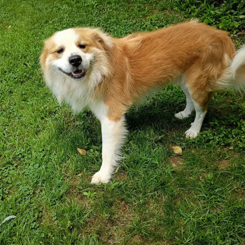 An adult medium-sized male Golden Retriever dog named Jake for adoption in Maynardville, TN