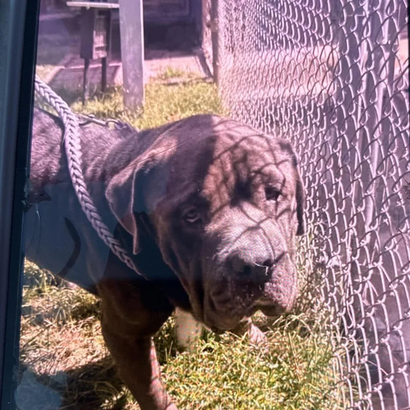 An adult large-sized male Mastiff dog named Labron for adoption in Hinesville, GA