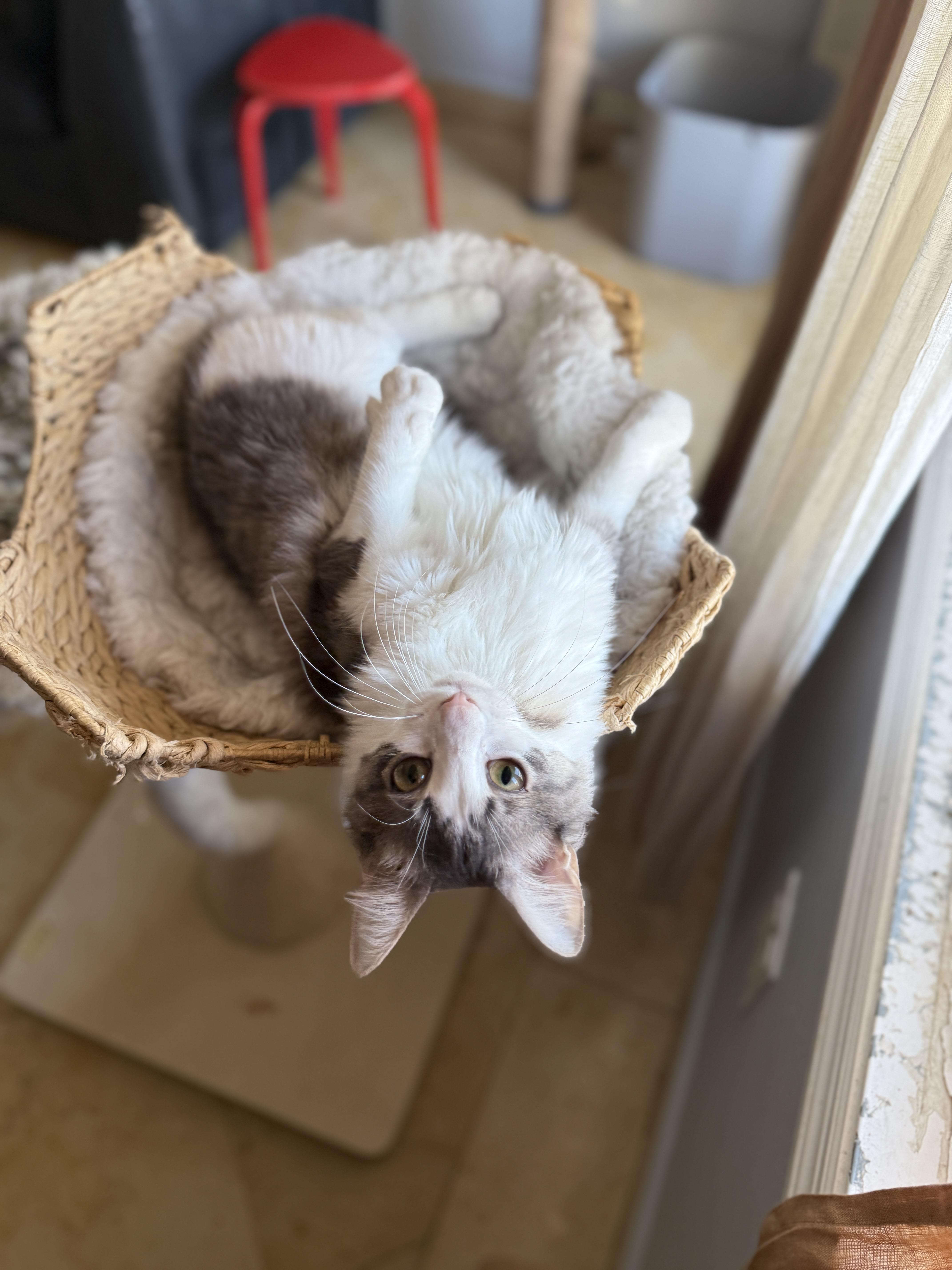 Chiffon