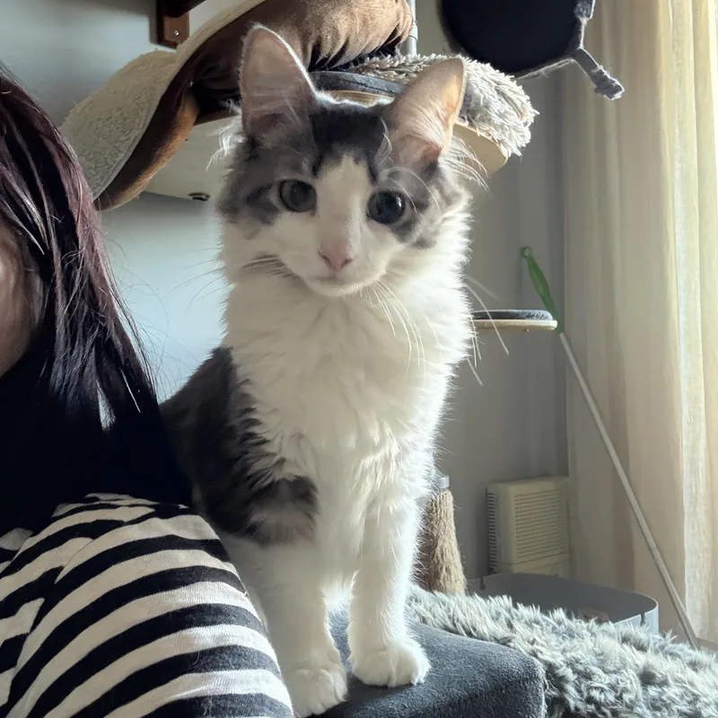 Chiffon thumbnail 2