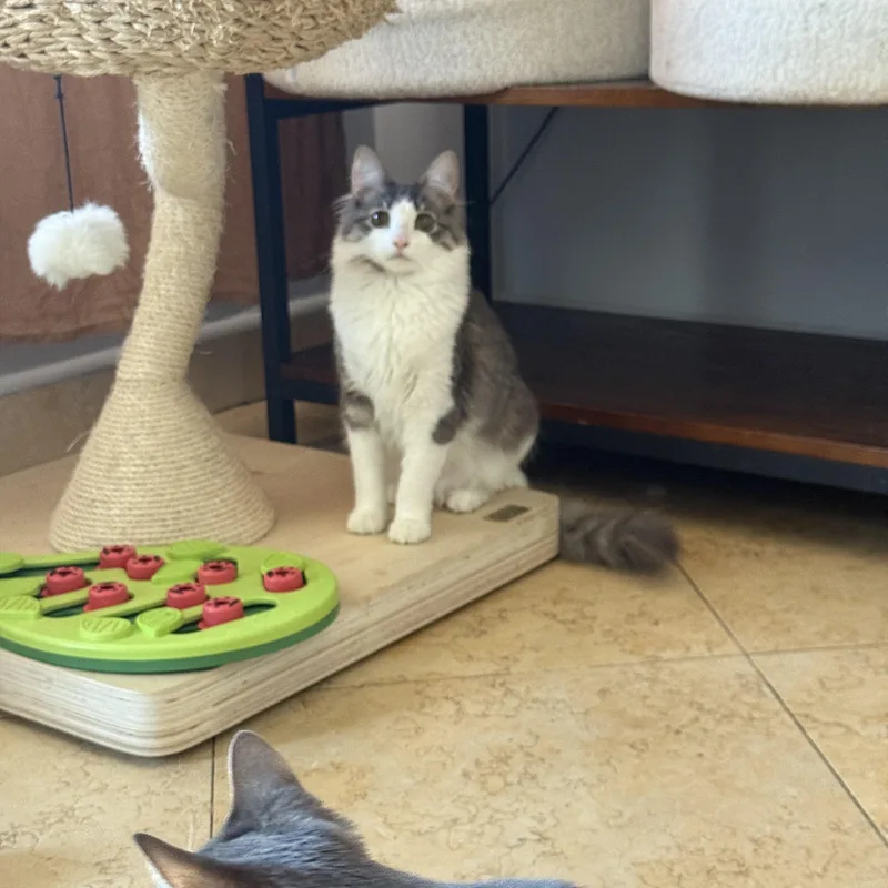 Chiffon thumbnail 5