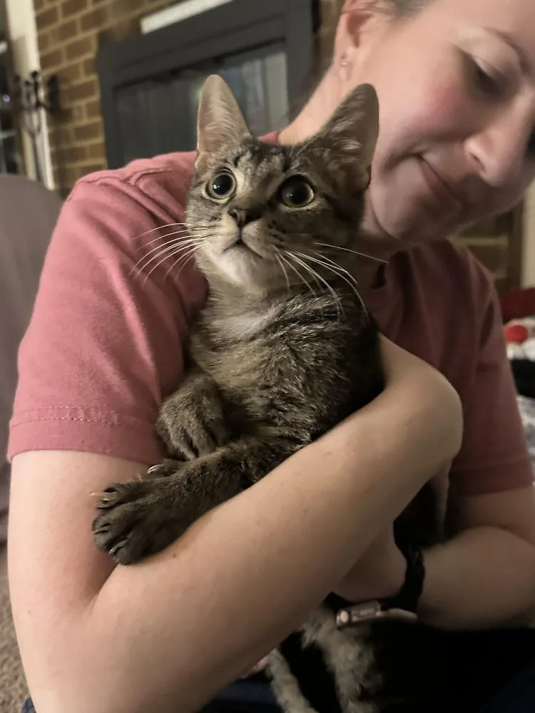 A baby small-sized male Tabby (Brown / Chocolate) Domestic Short Hair cat named Zucchini for adoption in Virginia Beach, VA