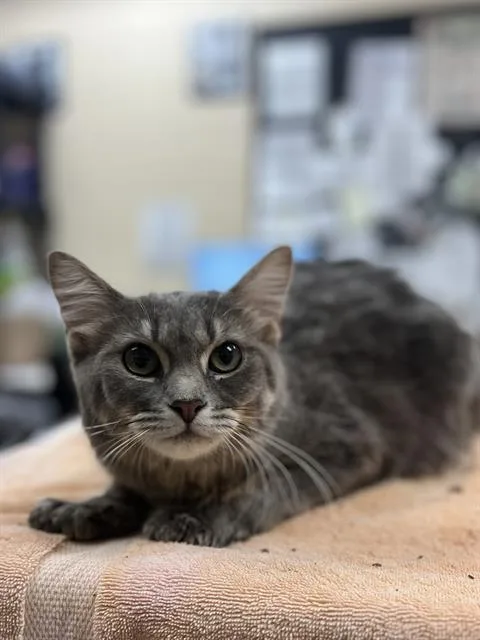 A young small-sized female Domestic Short Hair cat named Rita for adoption in Aliquippa, PA