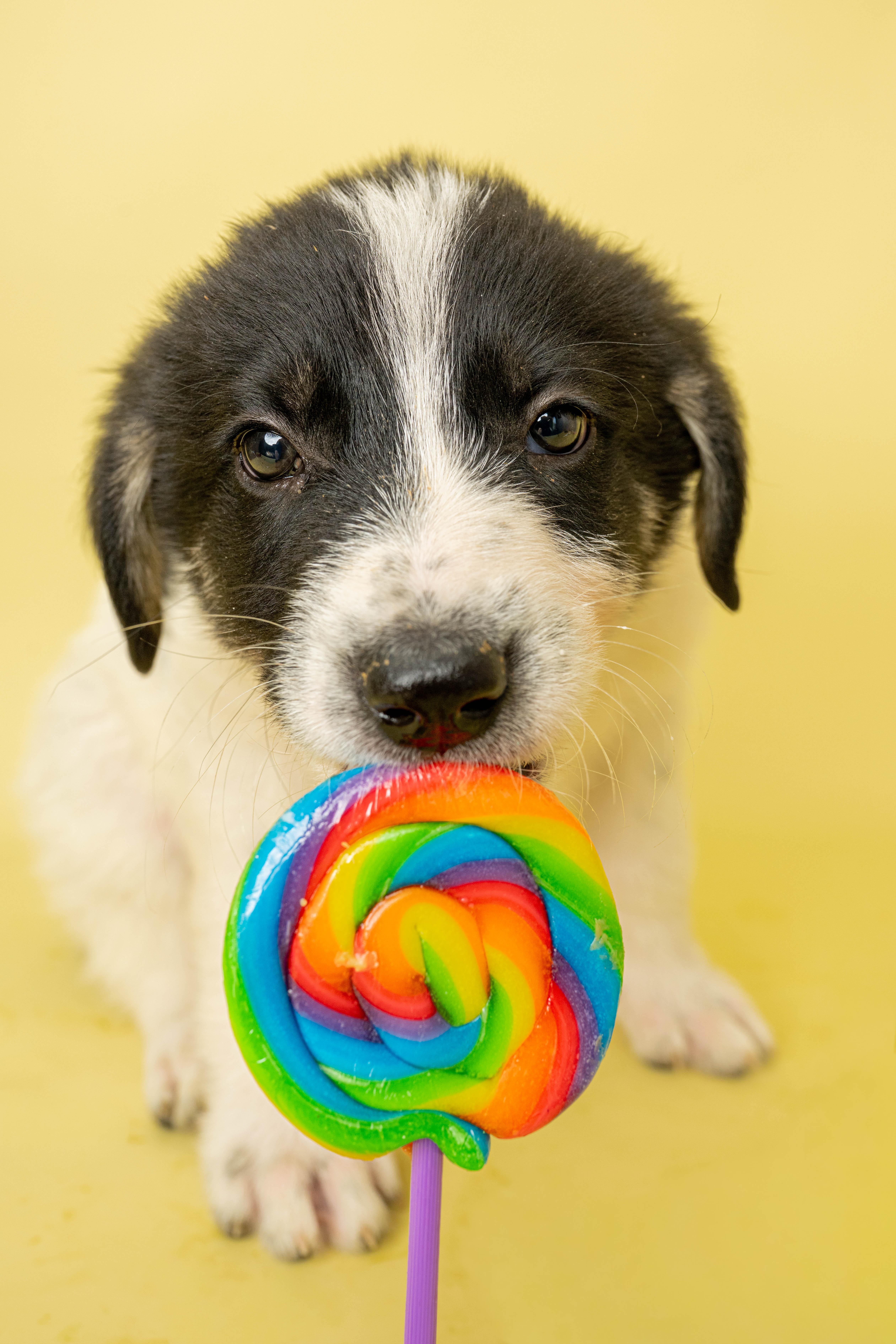 A baby large-sized male Mixed Breed dog named Sticky Paws for adoption in Rock Springs, WY
