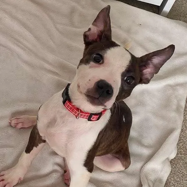 A young small-sized female Pit Bull Terrier dog named Charlotte for adoption in Cedar Rapids, IA