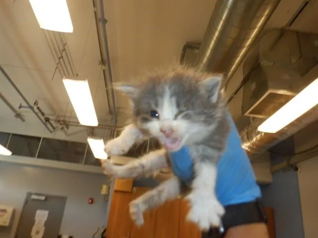 A baby small-sized female Domestic Short Hair cat named Sassie for adoption in San Jose, CA