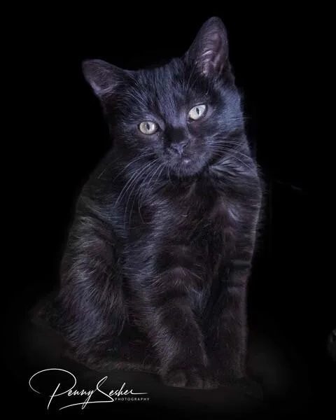 A baby medium-sized female Black Domestic Short Hair cat named Paca for adoption in Belton, MO