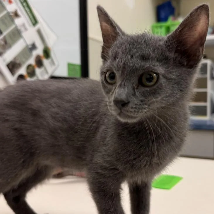 A baby small-sized male Gray / Blue / Silver Domestic Short Hair cat named Michael for adoption in Lynchburg, VA