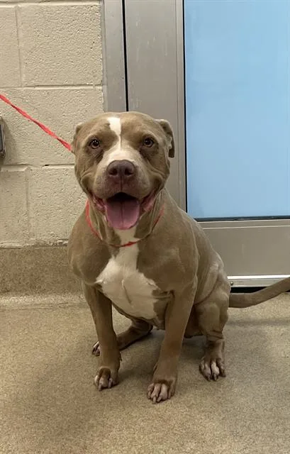 An adult large-sized female American Staffordshire Terrier dog named Clairo for adoption in Grand Prairie, TX