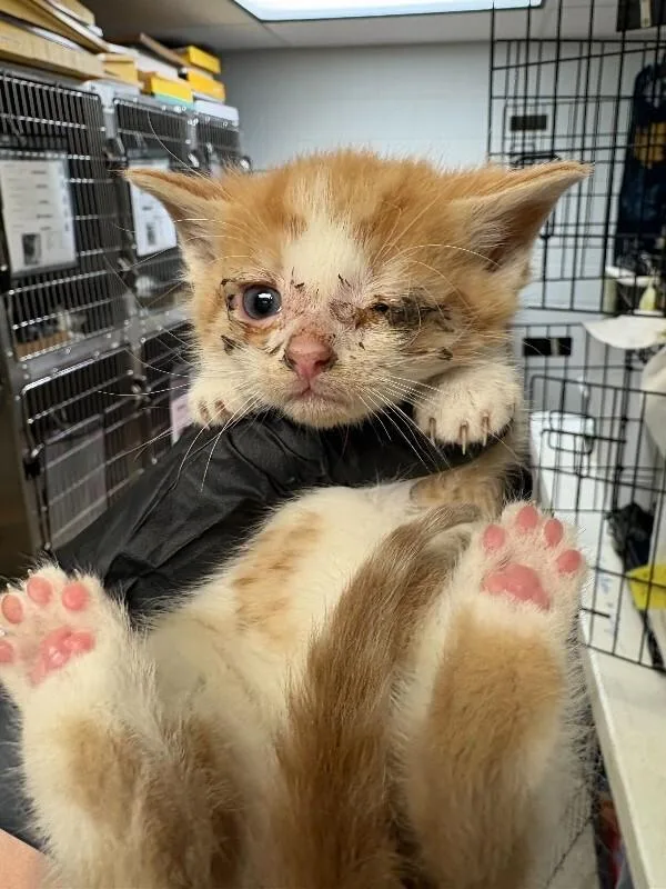 A young small-sized male Orange / Red Domestic Short Hair cat named Eensy for adoption in Cincinnati, OH