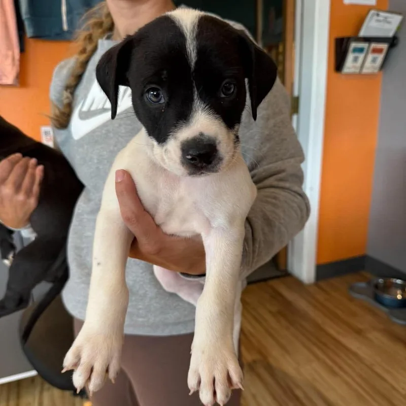 A baby medium-sized male White / Cream Mixed Breed dog named Seb Holly Puppy for adoption in Bend, OR