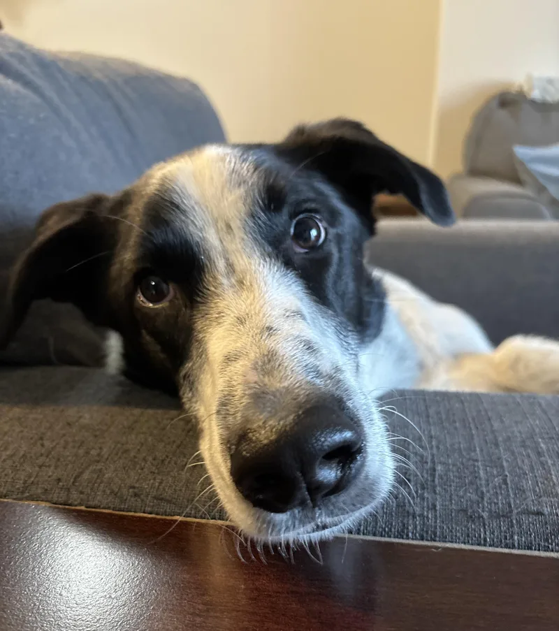 A young large-sized male Black Great Pyrenees dog named Paul for adoption in Minnetrista, MN