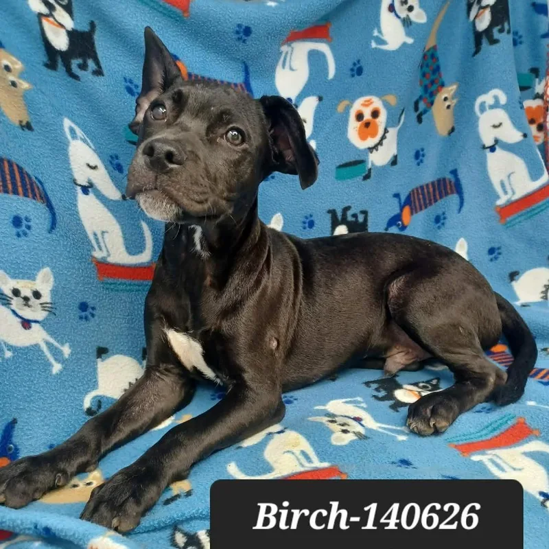 A baby small-sized male Terrier dog named Birch for adoption in New Tazewell, TN