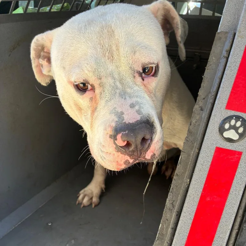 An adult medium-sized male White / Cream Terrier dog named Casper for adoption in Montgomery, AL