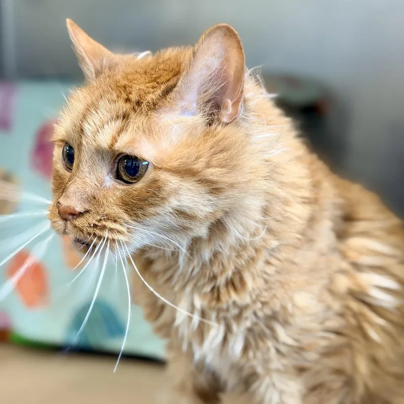 An adult medium-sized male Orange / Red Domestic Medium Hair cat named Chester for adoption in Jackson, NJ