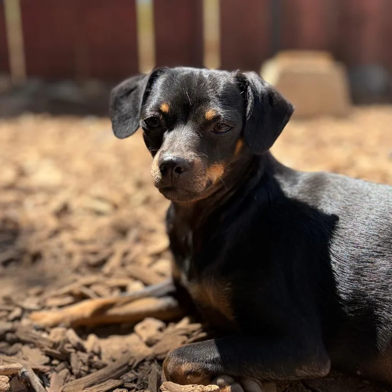 An adult small-sized female Black Chihuahua dog named Daphne for adoption in Chico, CA