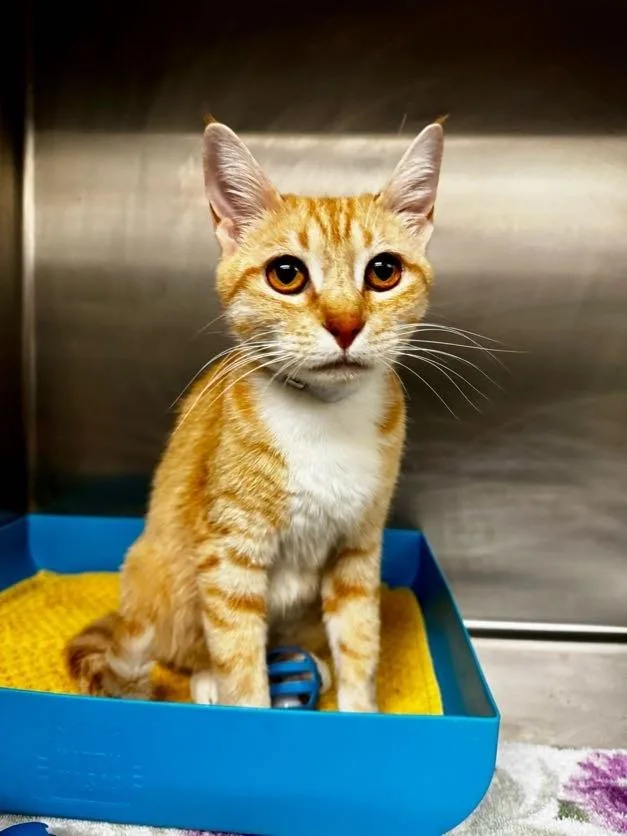 A young medium-sized female Domestic Short Hair cat named A for adoption in Conroe, TX