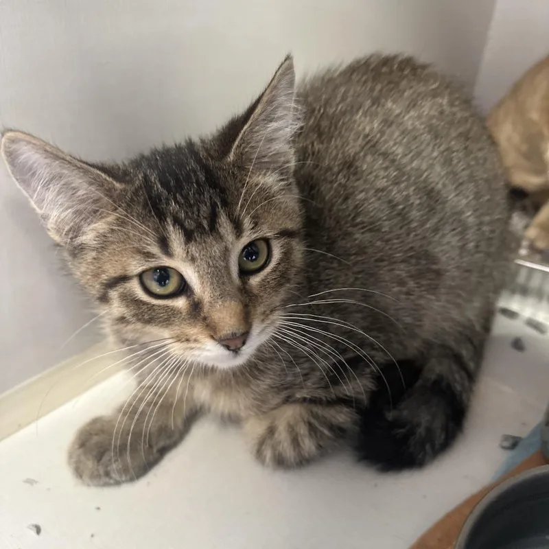 A baby small-sized male Domestic Short Hair cat named Fudge for adoption in Forest Park, IL