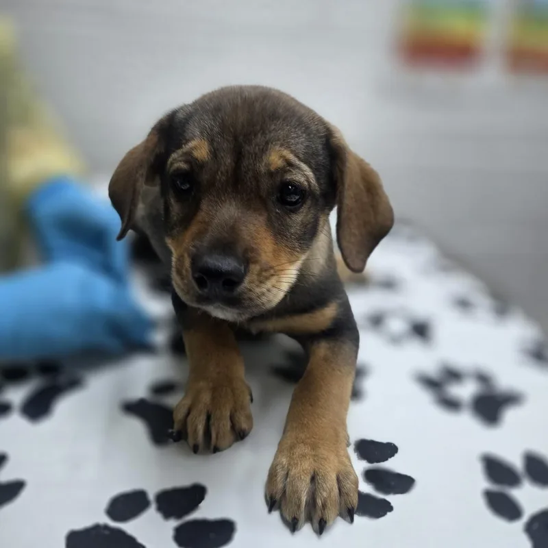 A baby small-sized female Yellow / Tan / Blond / Fawn Wirehaired Terrier dog named Theta for adoption in Incline Village, NV