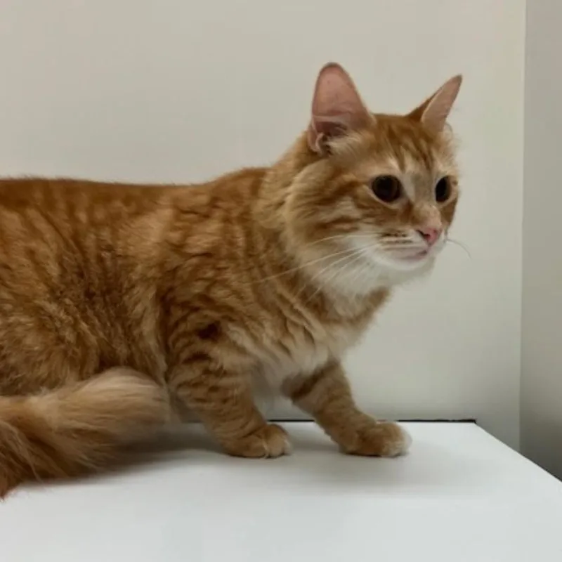An adult small-sized female Orange / Red Domestic Medium Hair cat named Rory NRAR for adoption in Merrifield, VA