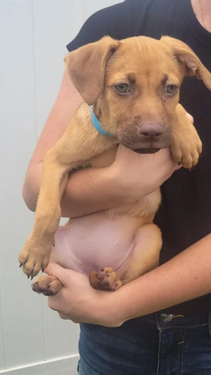 Isabella Pup Lara