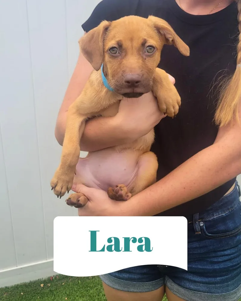 Isabella Pup  Lara thumbnail 3