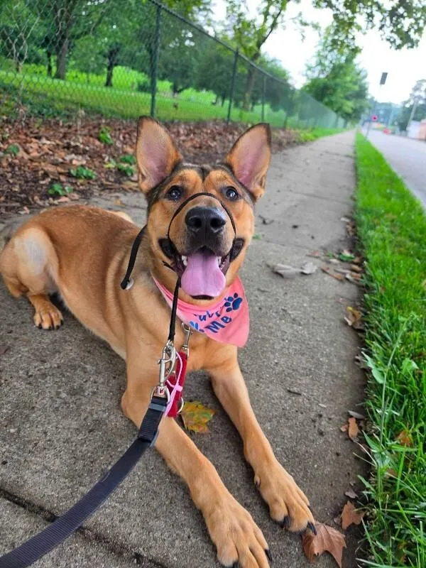 An adult large-sized male Brown / Chocolate Mixed Breed dog named Max for adoption in Cincinnati, OH