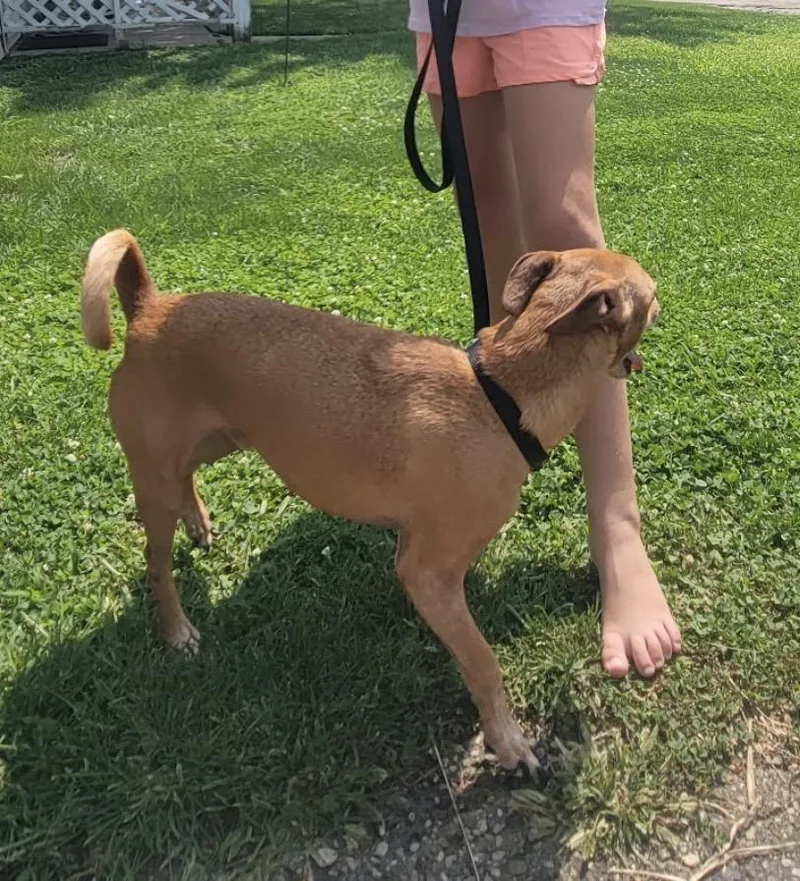 An adult medium-sized male Yellow / Tan / Blond / Fawn Mixed Breed dog named Benny for adoption in Maineville, OH