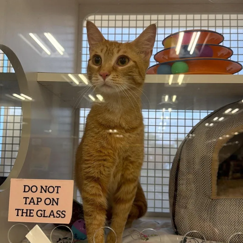 A young medium-sized female Orange / Red Domestic Short Hair cat named Clementine for adoption in Middle Village, NY