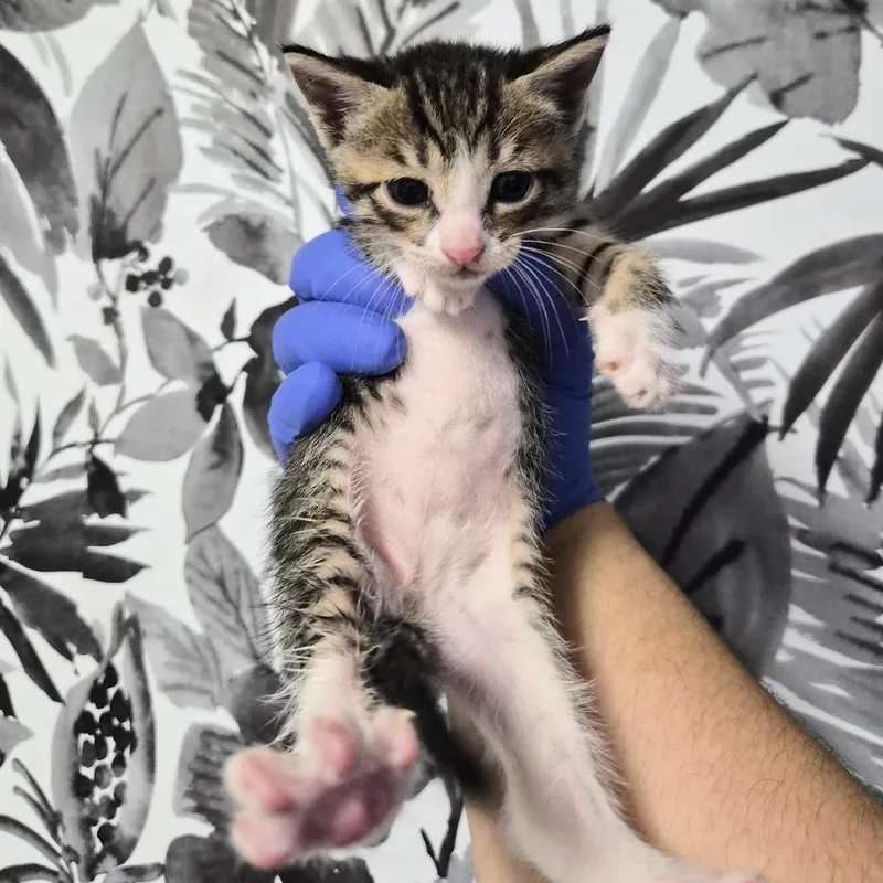 A baby small-sized female Brown / Chocolate Domestic Short Hair cat named Lyra for adoption in Wahiawa, HI
