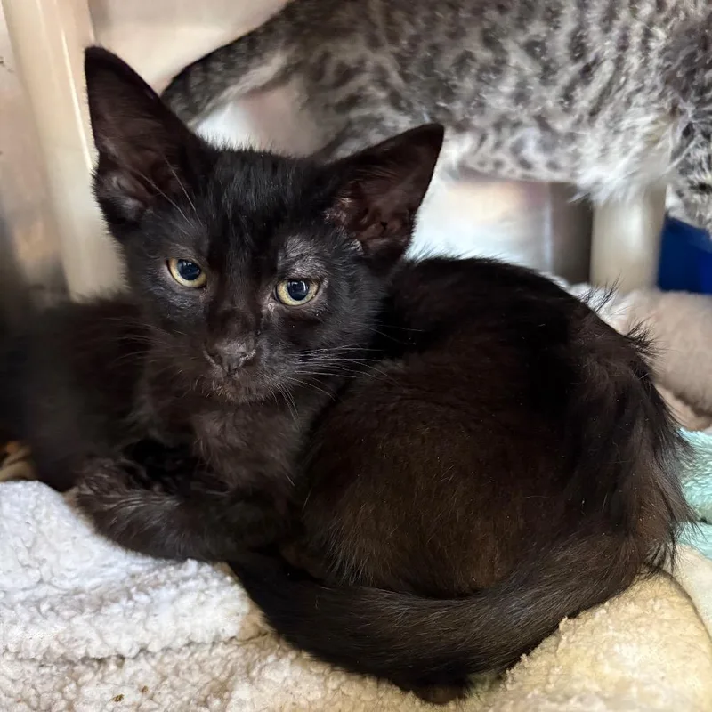 A baby small-sized male Black Domestic Short Hair cat named Paco for adoption in Kanab, UT