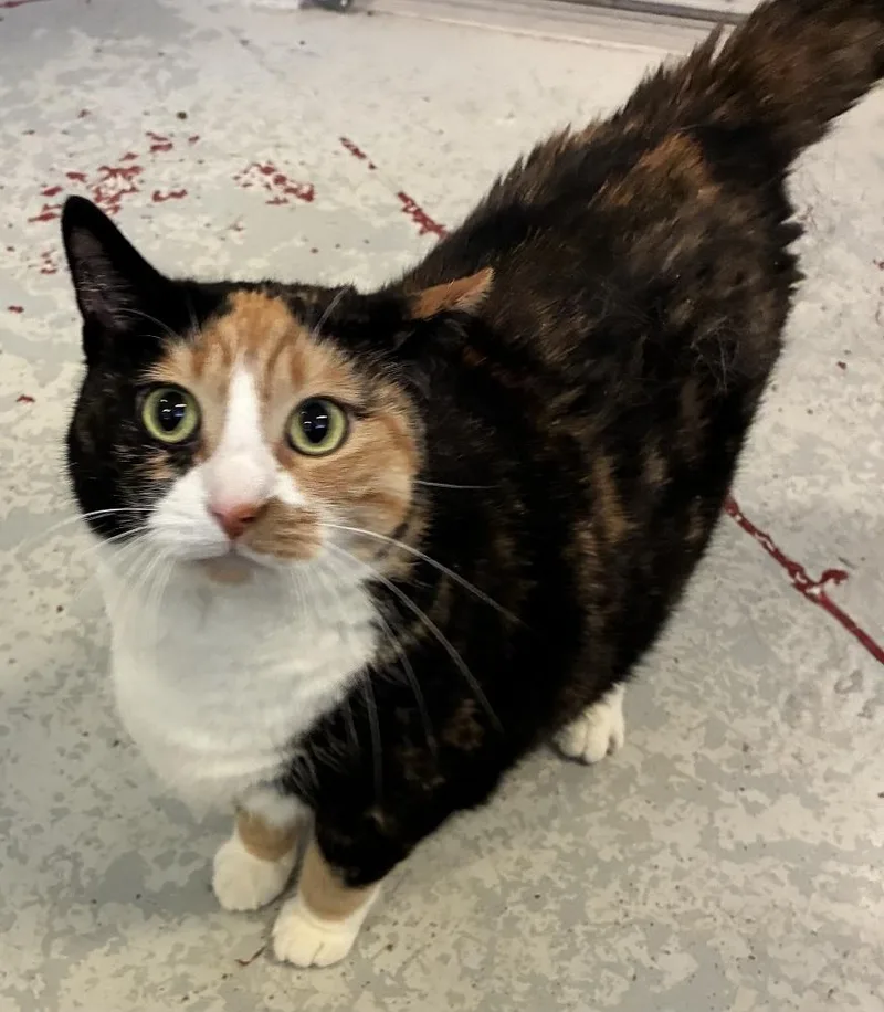 An adult large-sized female Domestic Short Hair cat named Ruffle for adoption in Mason City, IA