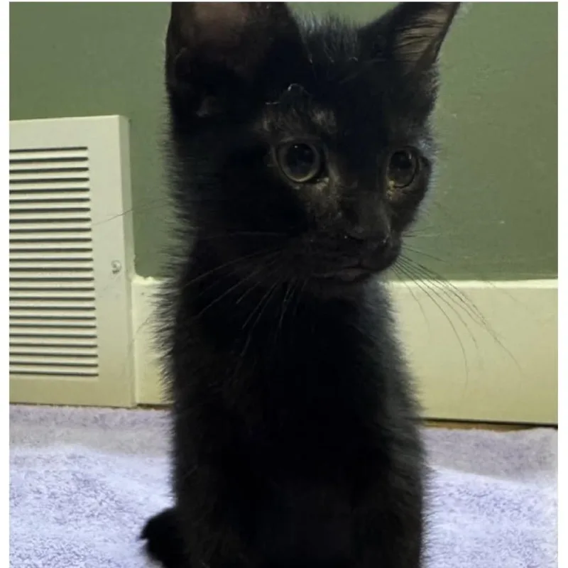 A baby medium-sized female Domestic Short Hair cat named Star for adoption in Richmond, MO