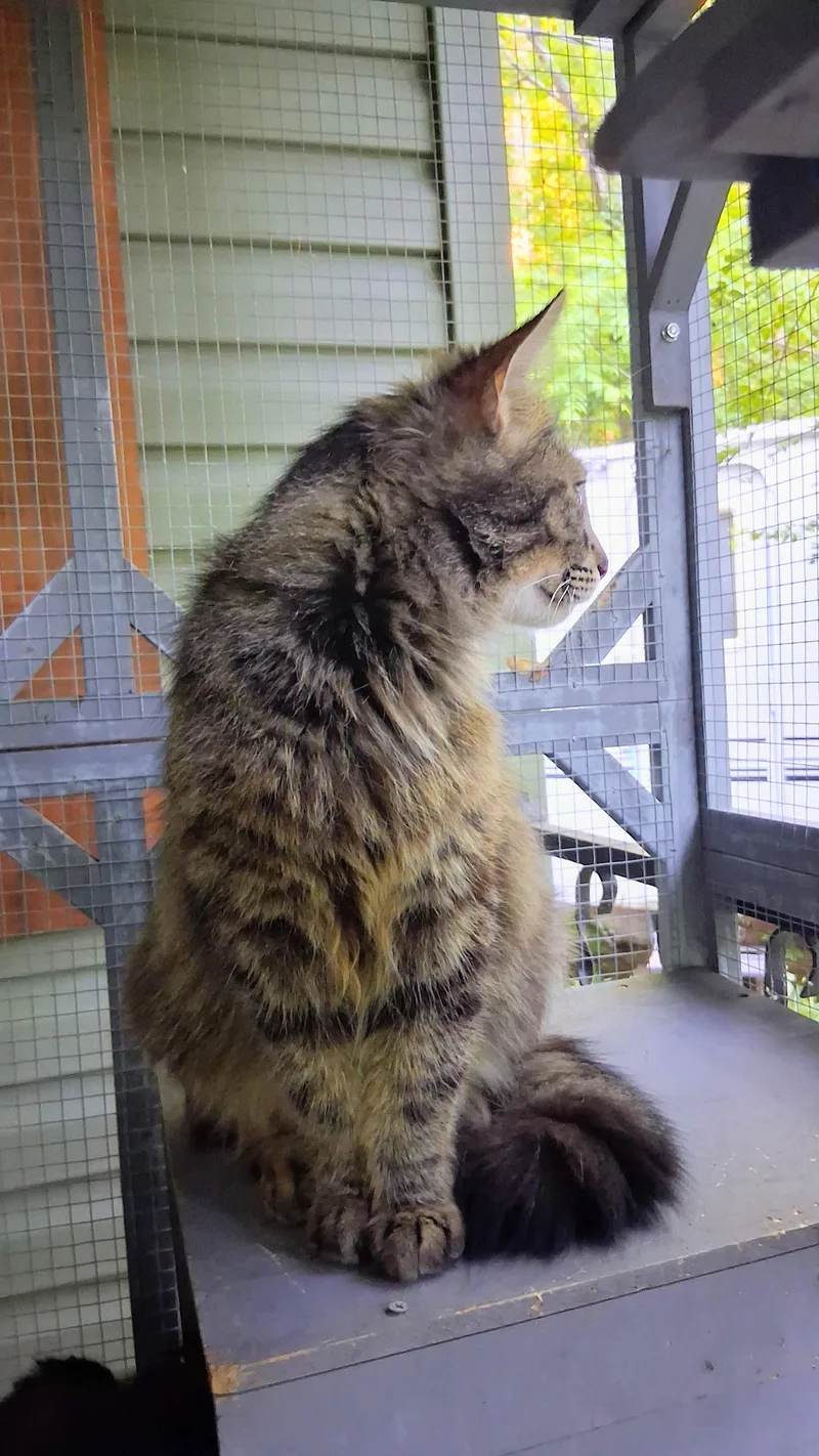 A young medium-sized female Tabby (Brown / Chocolate) Domestic Medium Hair cat named Macchiato for adoption in Charleston, SC