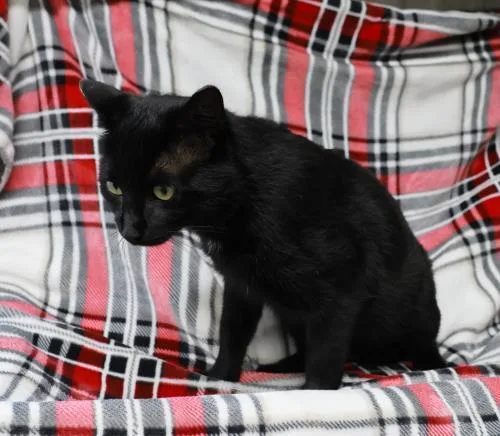 A young medium-sized male Domestic Short Hair cat named Shatset for adoption in Thief River Falls, MN