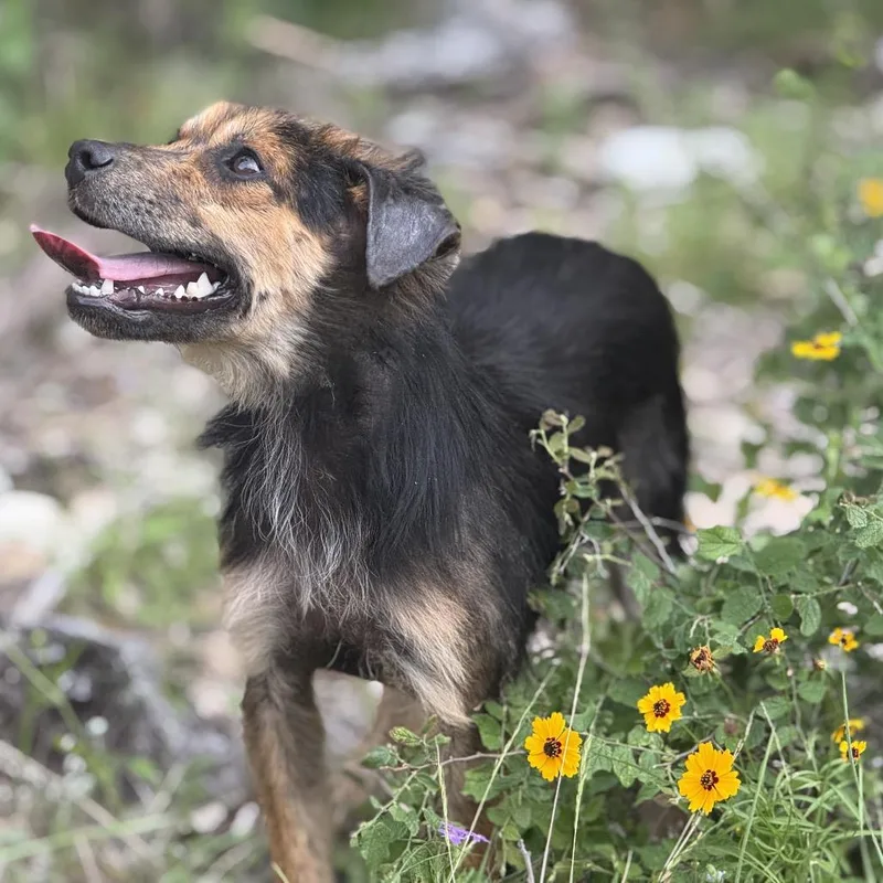 A young small-sized female Black Terrier dog named Frannie for adoption in Hondo, TX