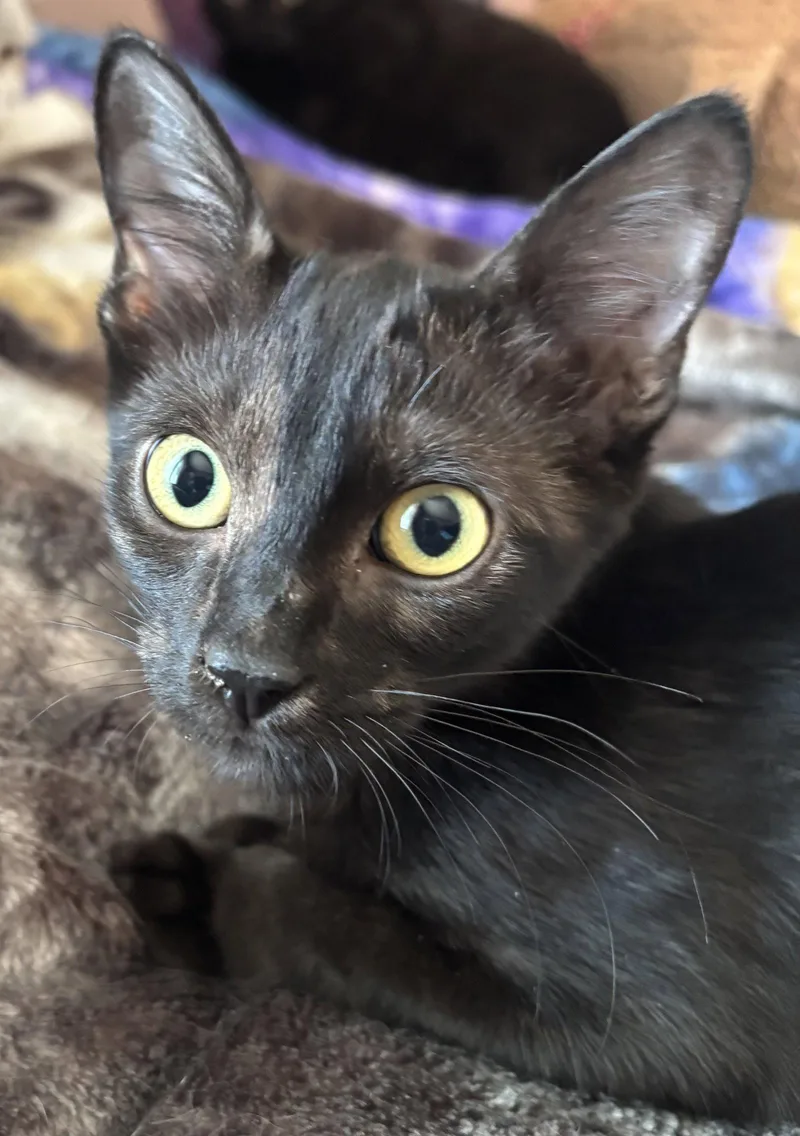 A young medium-sized male Domestic Short Hair cat named Elvis for adoption in Phoenix, AZ