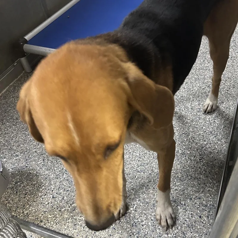 An adult large-sized male Black Hound dog named Stray  Gravitte Rd for adoption in Roxboro, NC