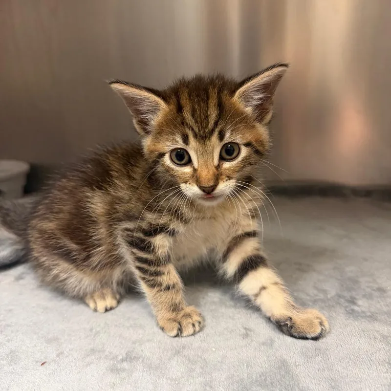 A baby small-sized female Brown / Chocolate Domestic Short Hair cat named Ravine for adoption in Bryan, TX