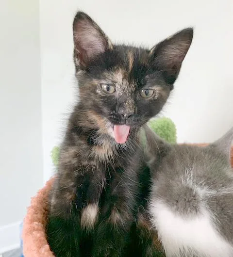 A baby medium-sized female Tortoiseshell cat named Kathy for adoption in Parkville, MO