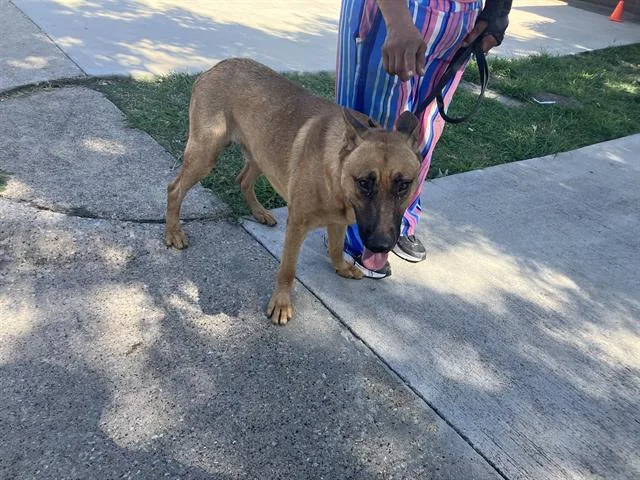 A young large-sized male German Shepherd Dog dog named Chiquito Jr. for adoption in Dallas, TX