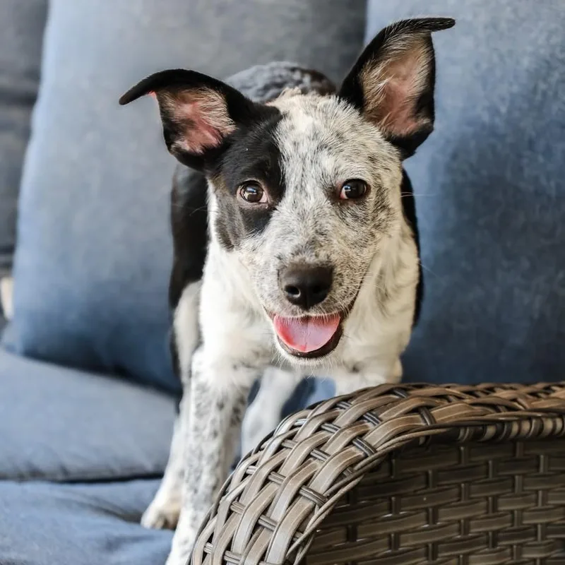 A baby medium-sized female Harlequin Australian Cattle Dog / Blue Heeler dog named Lilly for adoption in Mansfield, TX