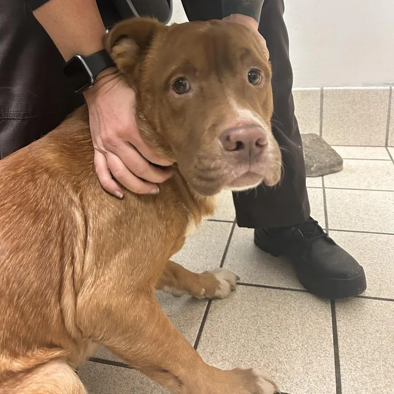 An adult medium-sized male Red / Chestnut / Orange Mixed Breed dog named Keno for adoption in Charleston, WV