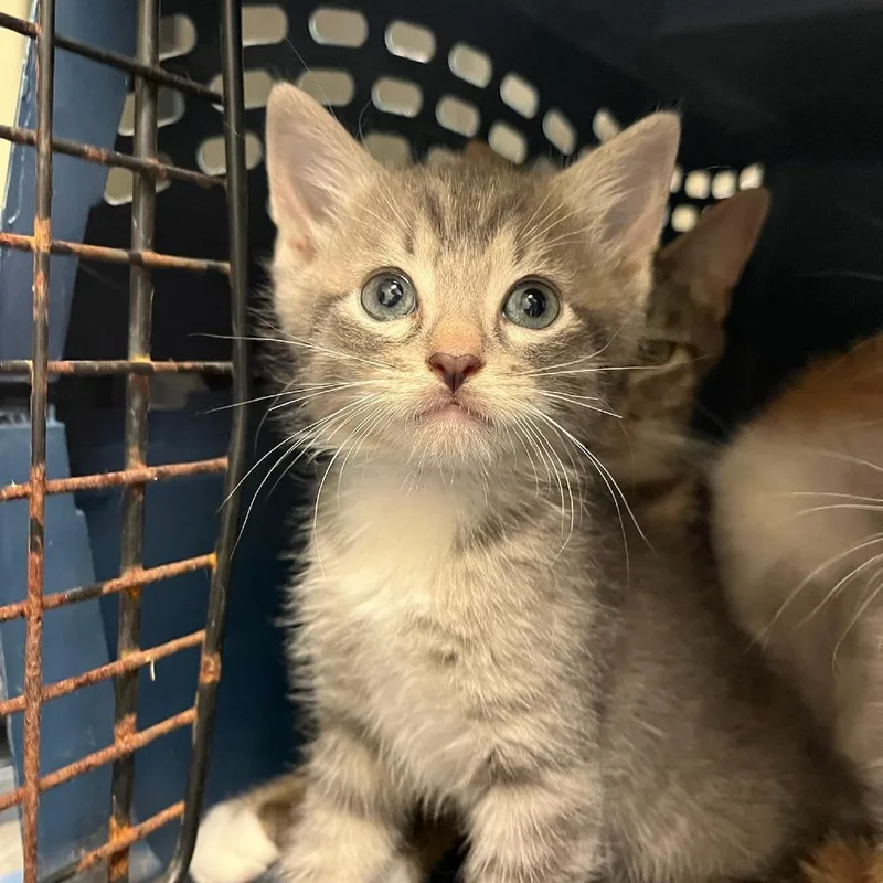 A baby small-sized male Gray / Blue / Silver Domestic Short Hair cat named Shark Tooth for adoption in Charlottesville, VA