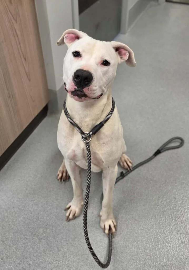 A young large-sized male Pit Bull Terrier dog named Zero for adoption in Chillicothe, OH