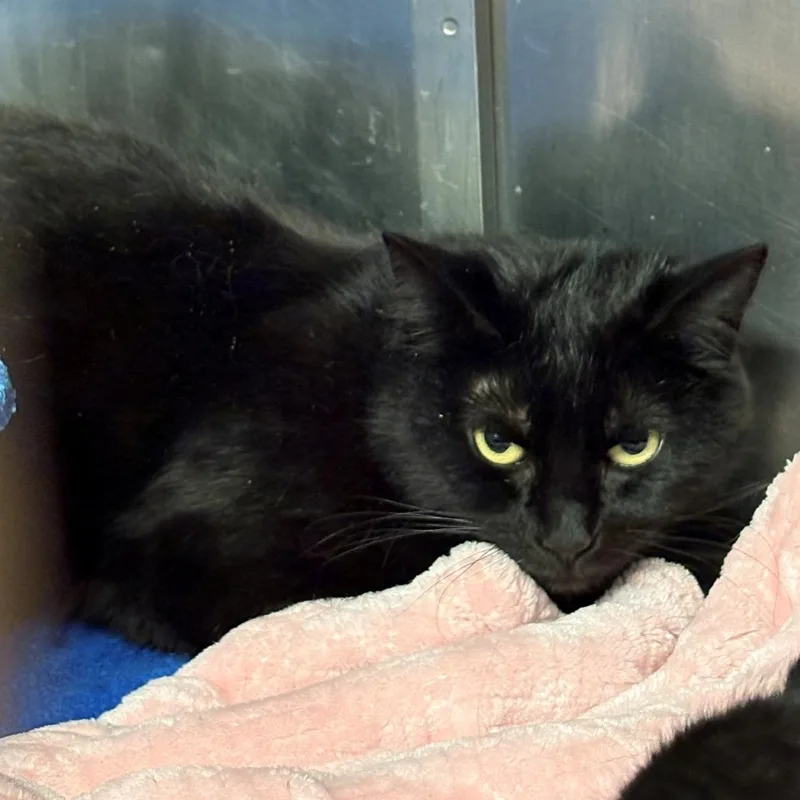 An adult small-sized female Black Domestic Short Hair cat named Koala for adoption in Chehalis, WA